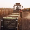Un trattore traina casse piene di mele lungo un sentiero di campagna.