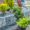 Giovani arbusti verdi in un giardino con tubi di irrigazione su telo nero.