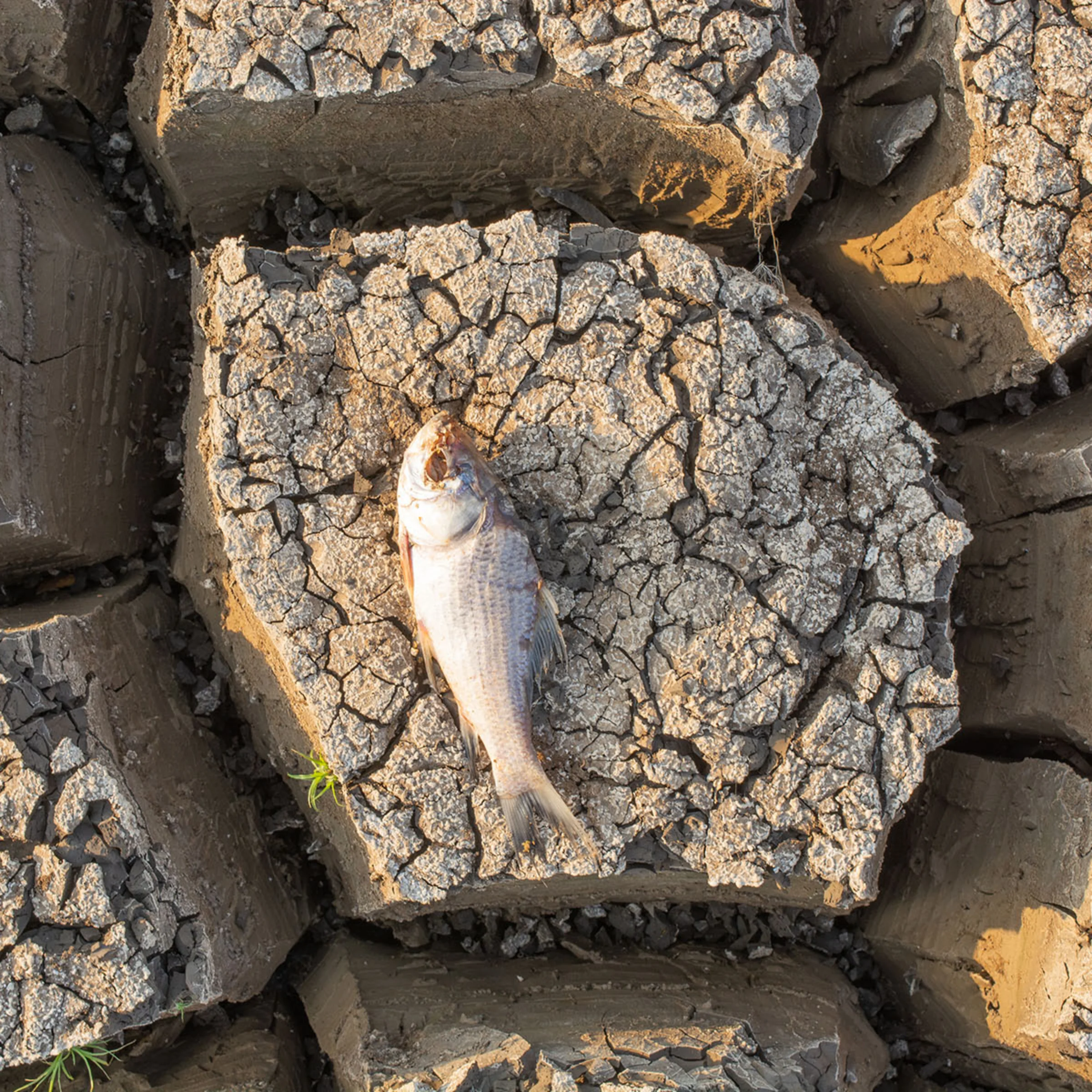 Un pesce morto su terreno secco e screpolato.