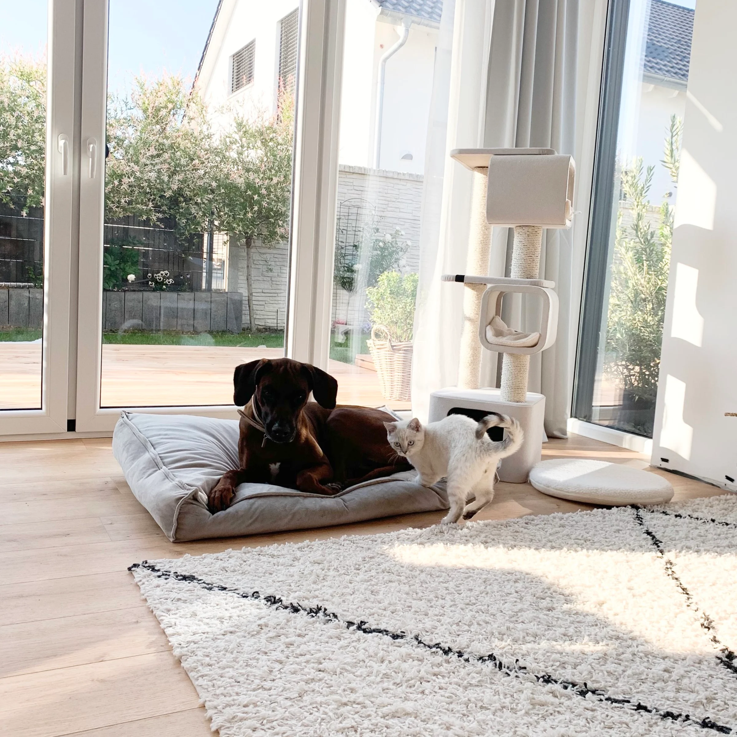 Un cane riposa su un cuscino accanto a un gatto in un soggiorno pieno di sole.