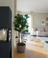 Soggiorno con grande pianta in vaso e mobili moderni, ideale per Nolte Living.
