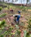 Diverse persone piantano alberi in una zona boschiva.