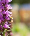 Un'ape su un fiore viola al sole, Nolte Kitchen.