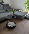 Un divano grigio con un tavolino rotondo e tulipani, accanto dorme un cane. Nolte Living.