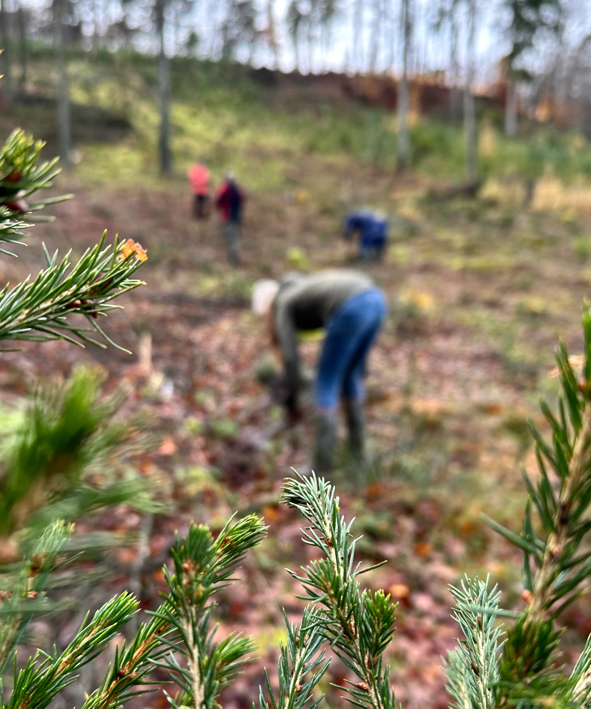 Diverse persone piantano alberi in una zona boschiva.